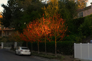 3rd Dec 2016 - Flame Trees