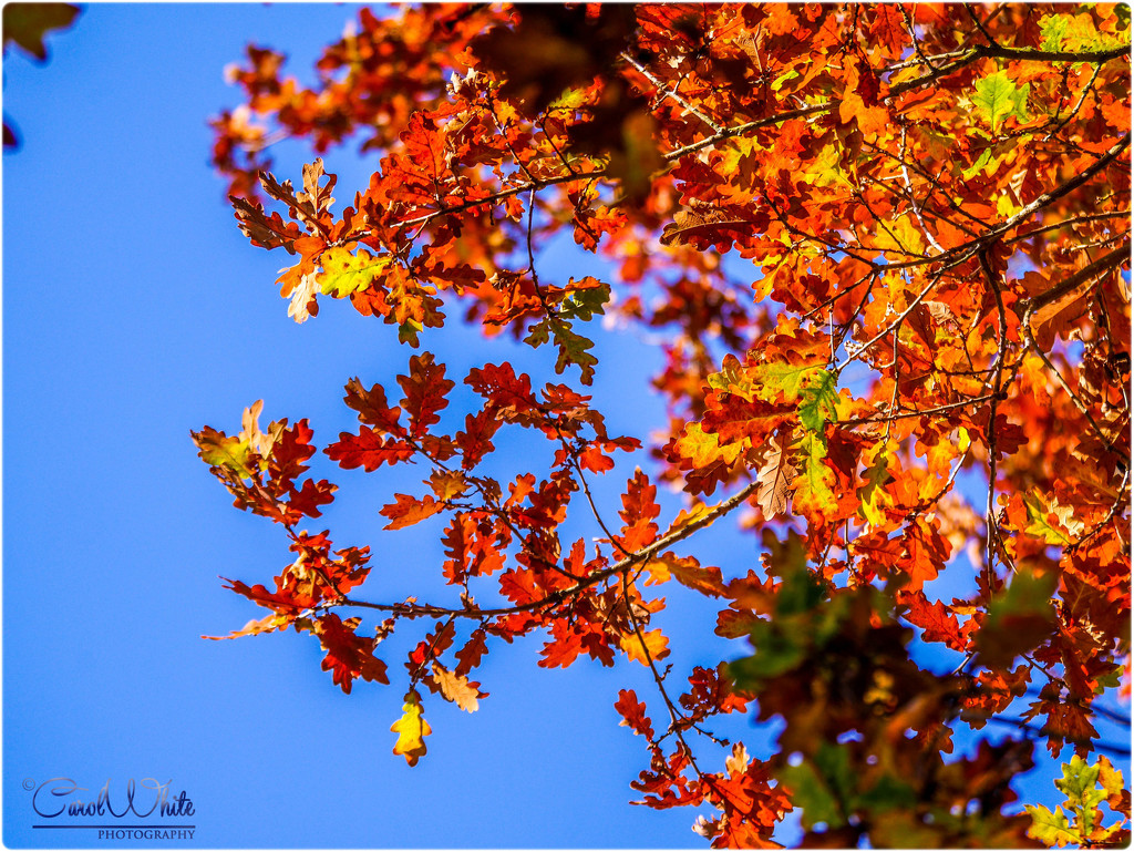 Blue Sky And Autumn Leaves by carolmw