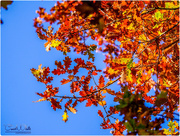 5th Dec 2016 - Blue Sky And Autumn Leaves