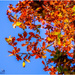 Blue Sky And Autumn Leaves by carolmw