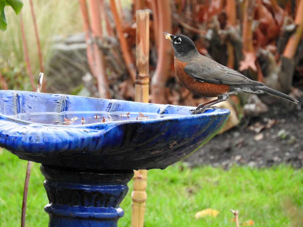 Robin On A Blue Leaning Bird Bath by seattlite