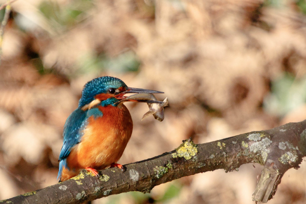 Male Kingfisher with Bullhead by padlock