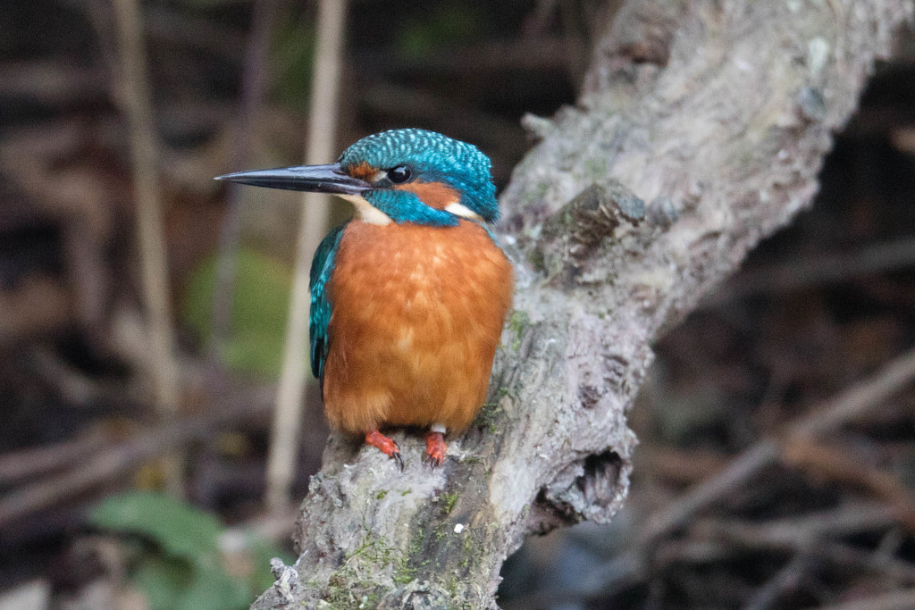 Male Kingfisher- filler by padlock
