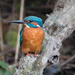 Male Kingfisher- filler by padlock