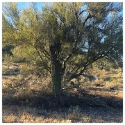 6th Dec 2016 - Cactus Tree