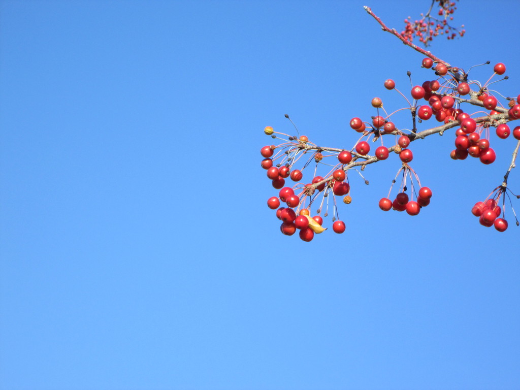 Red Berries by daisymiller