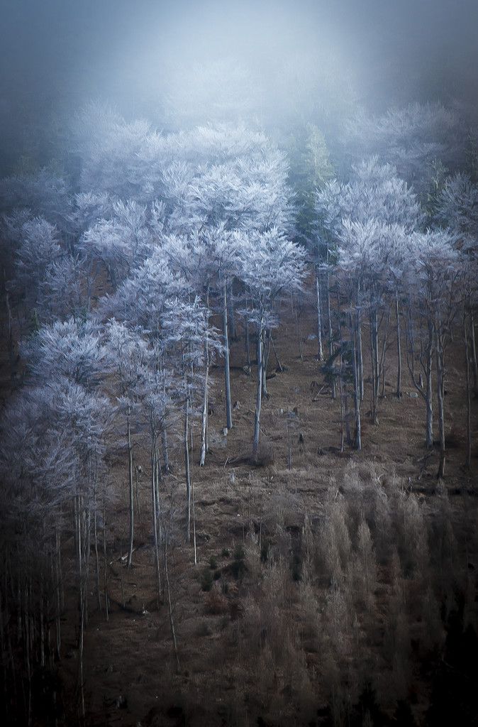 hoarfrost in the mountain forest by jerome