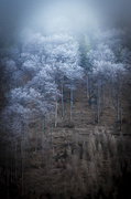 6th Dec 2016 - hoarfrost in the mountain forest