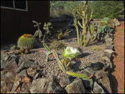 6th Dec 2016 - The cactus garden