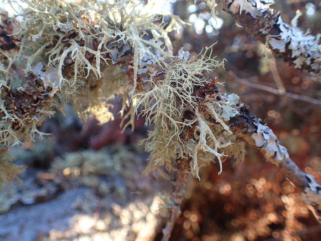 lichen... by earthbeone