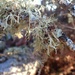 lichen... by earthbeone