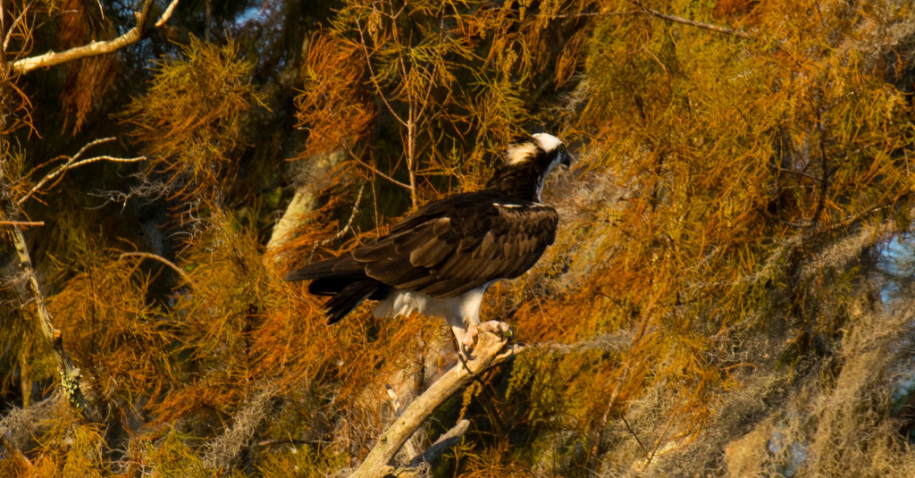 Another View of Yesterday's Osprey! by rickster549