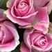 Soft Roses by homeschoolmom