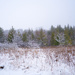 Winter Treeline by rminer