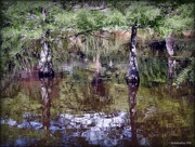 6th Dec 2016 - Swamp Cypress Reflections