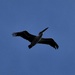 Pelican in Flight ~ by happysnaps
