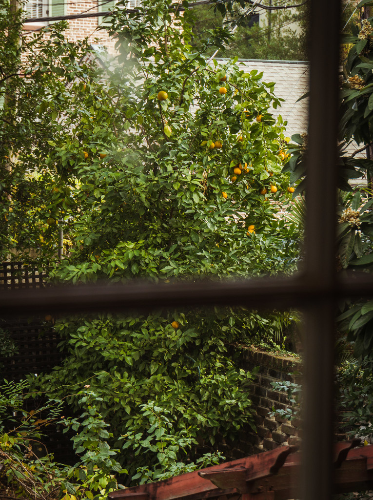 Backyard oranges by randystreat