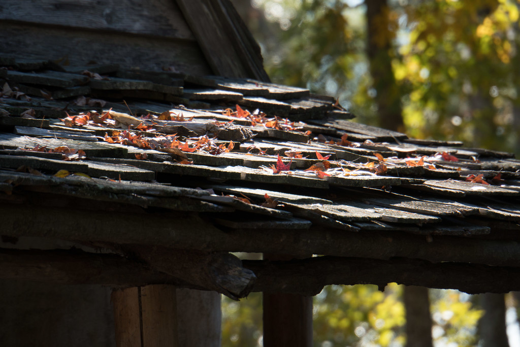 Roof with leaves by randystreat