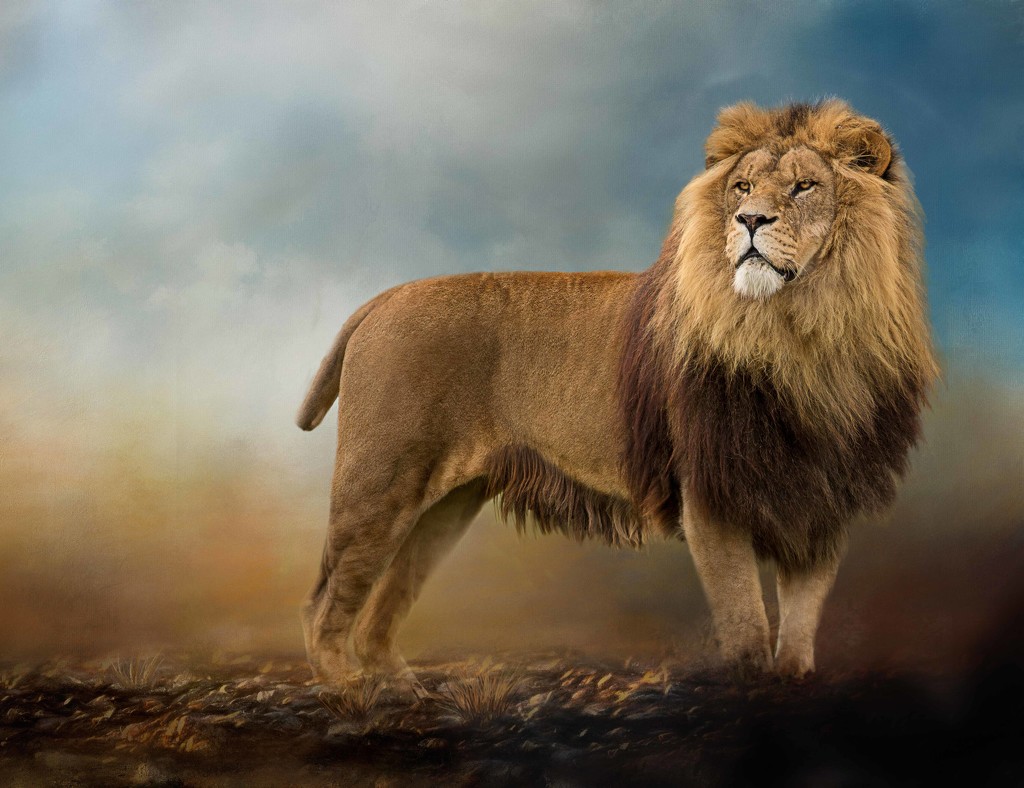 King Leo by shepherdmanswife