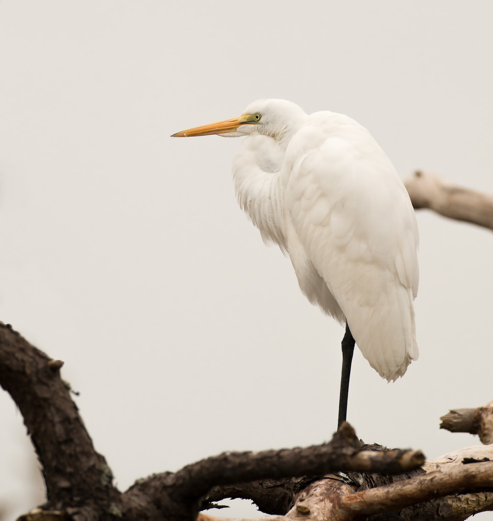 Gray day egret by shesnapped