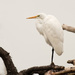 Gray day egret by shesnapped