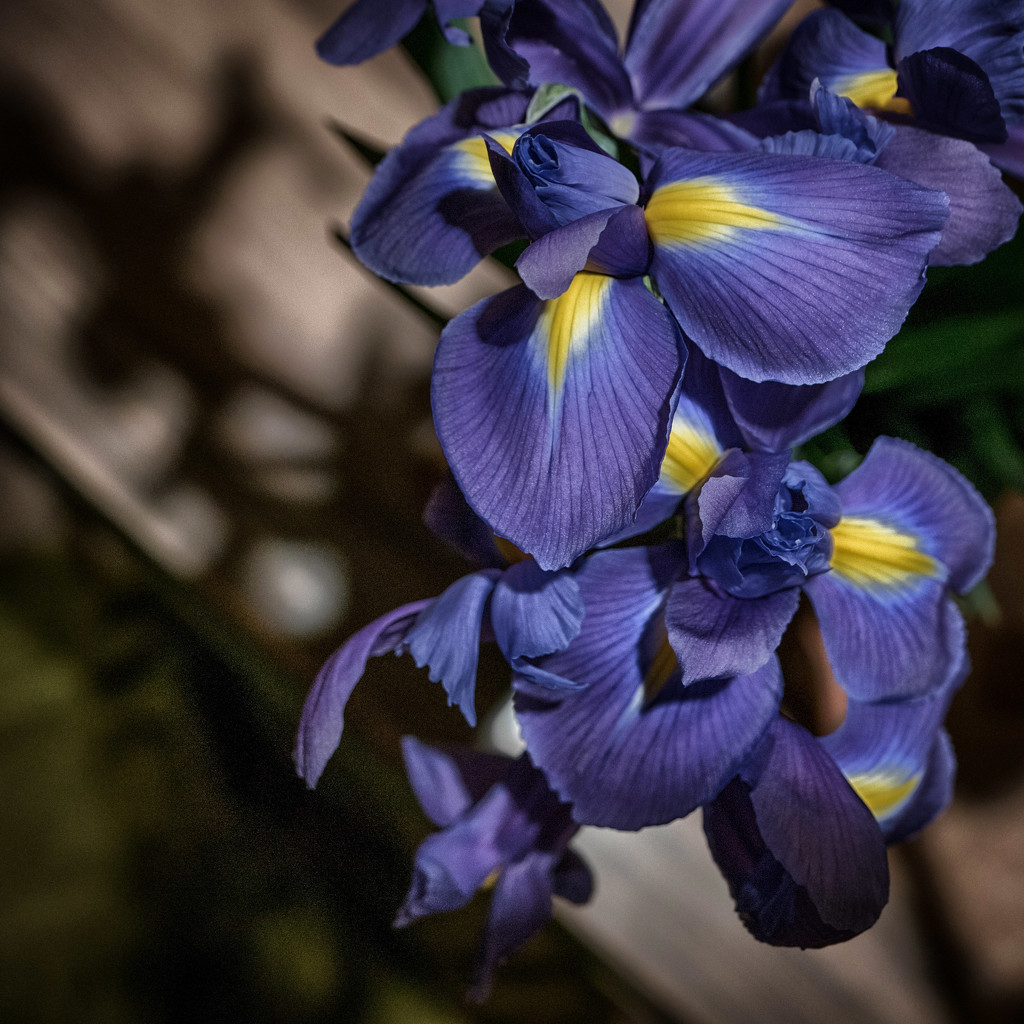 Another Iris Shot by frequentframes