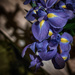 Another Iris Shot by frequentframes