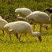 Ibis Grazing in the Grass! by rickster549