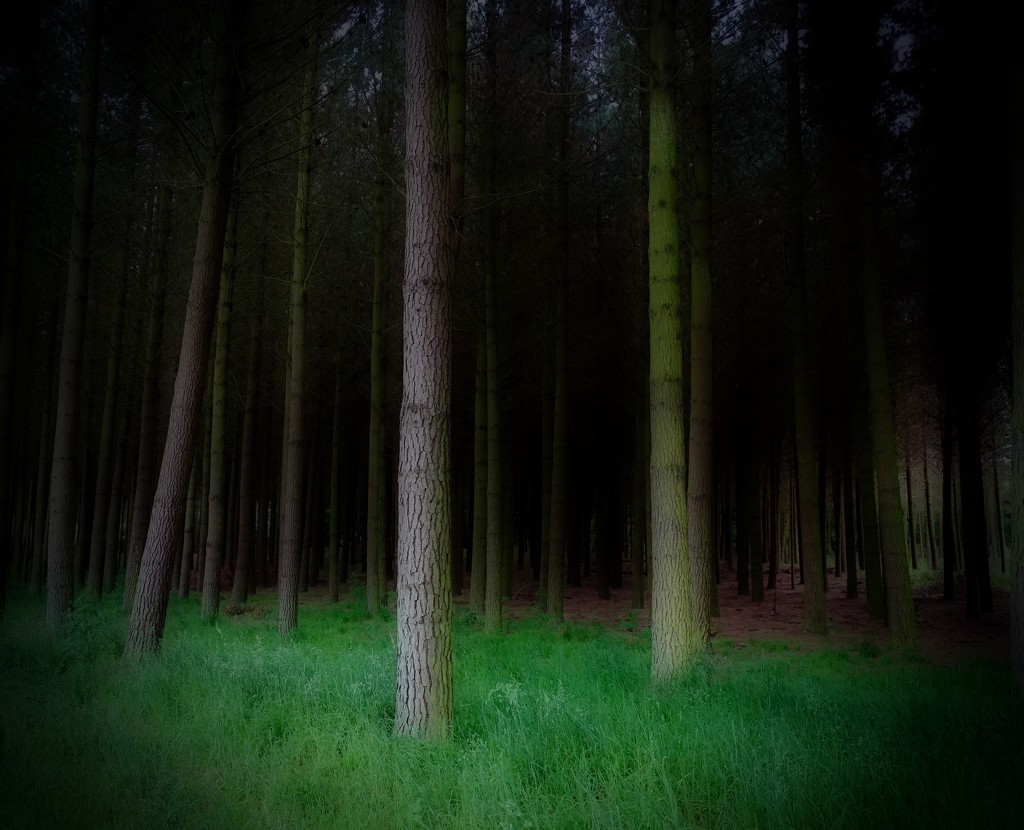 Dark Woods by maggiemae