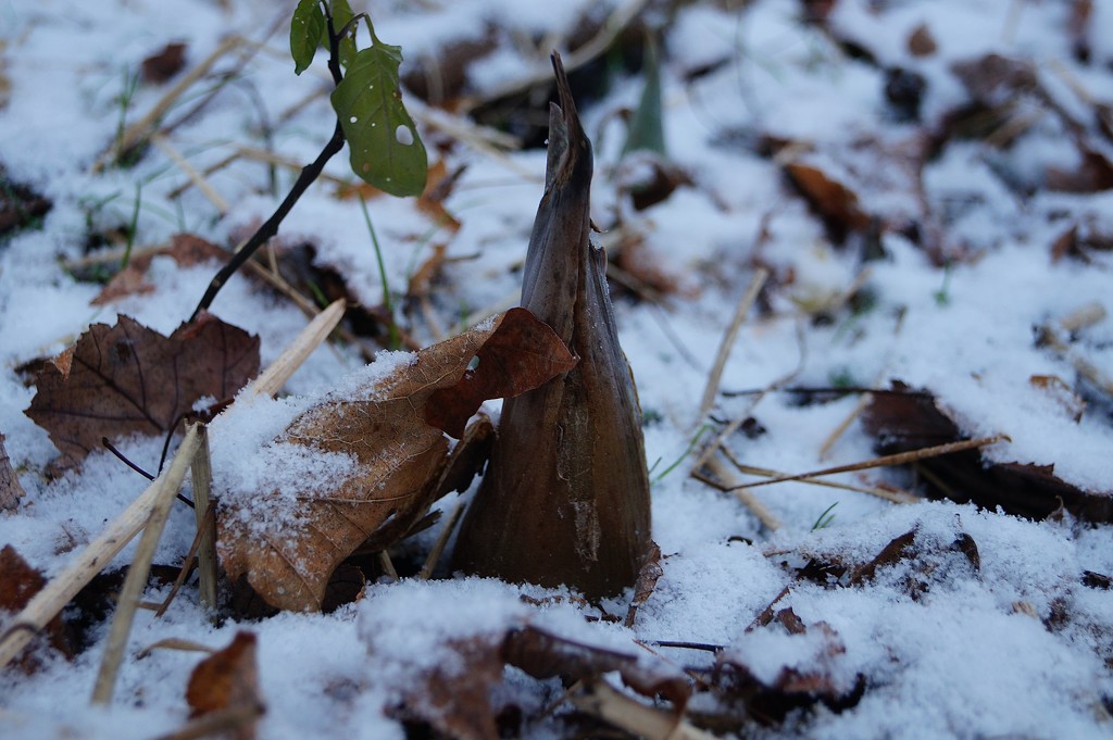 The Skunk Cabbage Abides. by meotzi