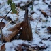The Skunk Cabbage Abides. by meotzi
