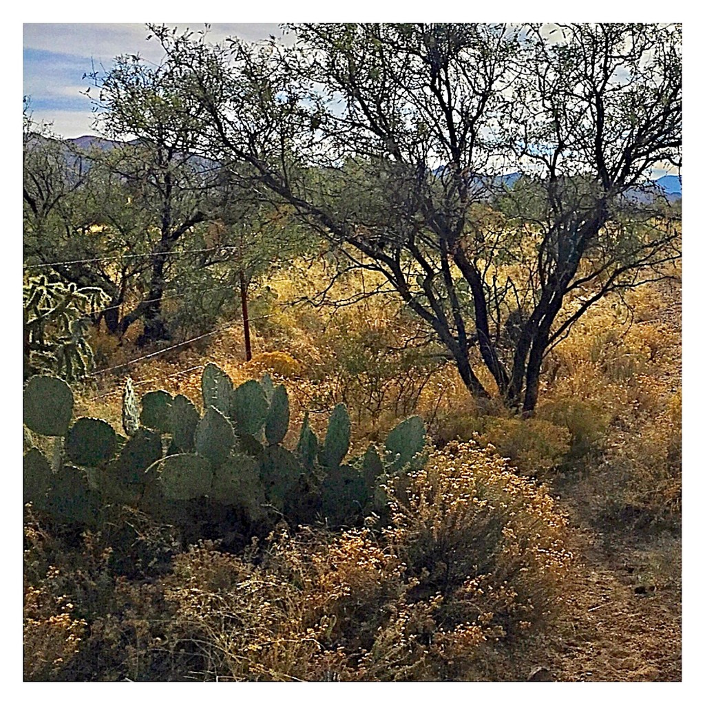 Cactus View by wilkinscd