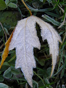 6th Dec 2016 - Frosty the Leaf