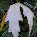 Frosty the Leaf by daisymiller