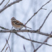 Winter Sparrow  by rminer
