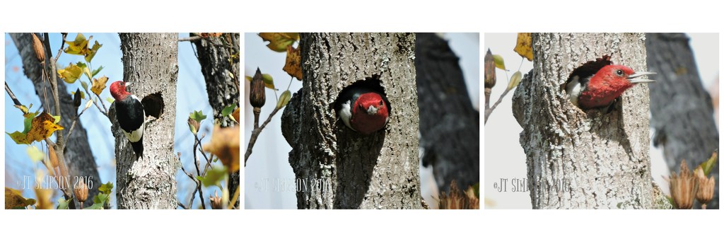 Holed-up Red Headed Woodpecker  by soylentgreenpics