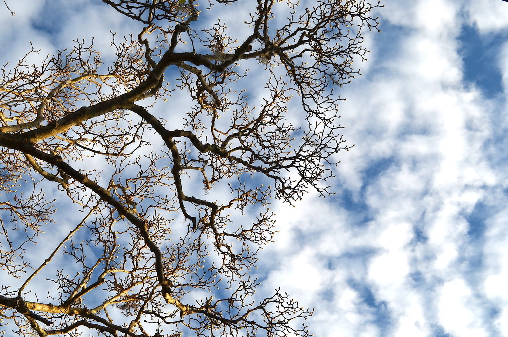 Looking up by congaree