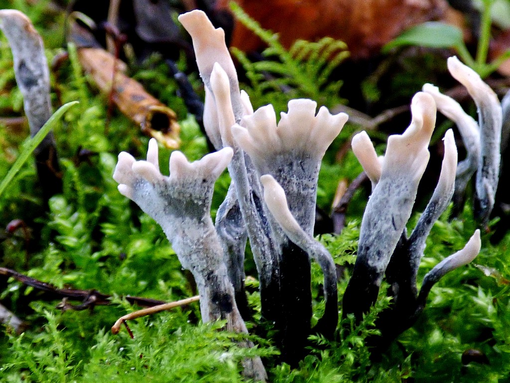 Candlesnuff Fungus - Xylaria hypoxylon by julienne1