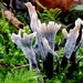 Candlesnuff Fungus - Xylaria hypoxylon by julienne1
