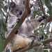vroom vroom by koalagardens