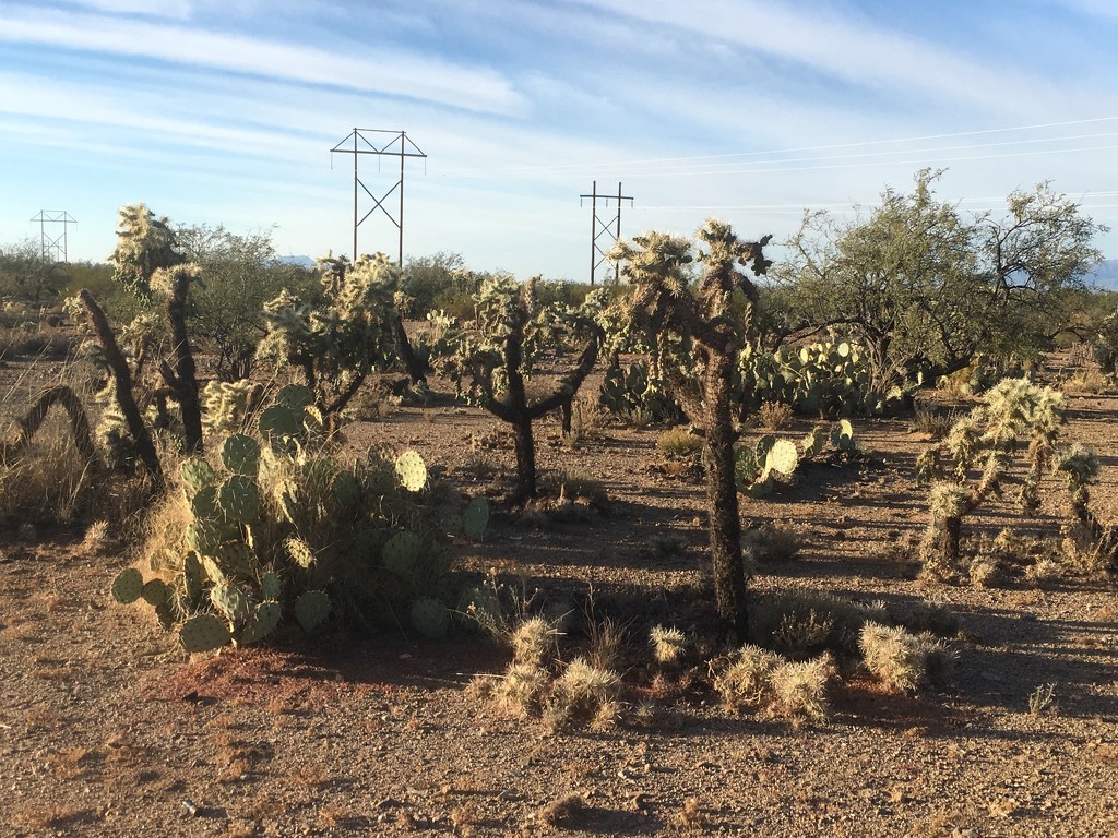 Dance of the Cholla by wilkinscd