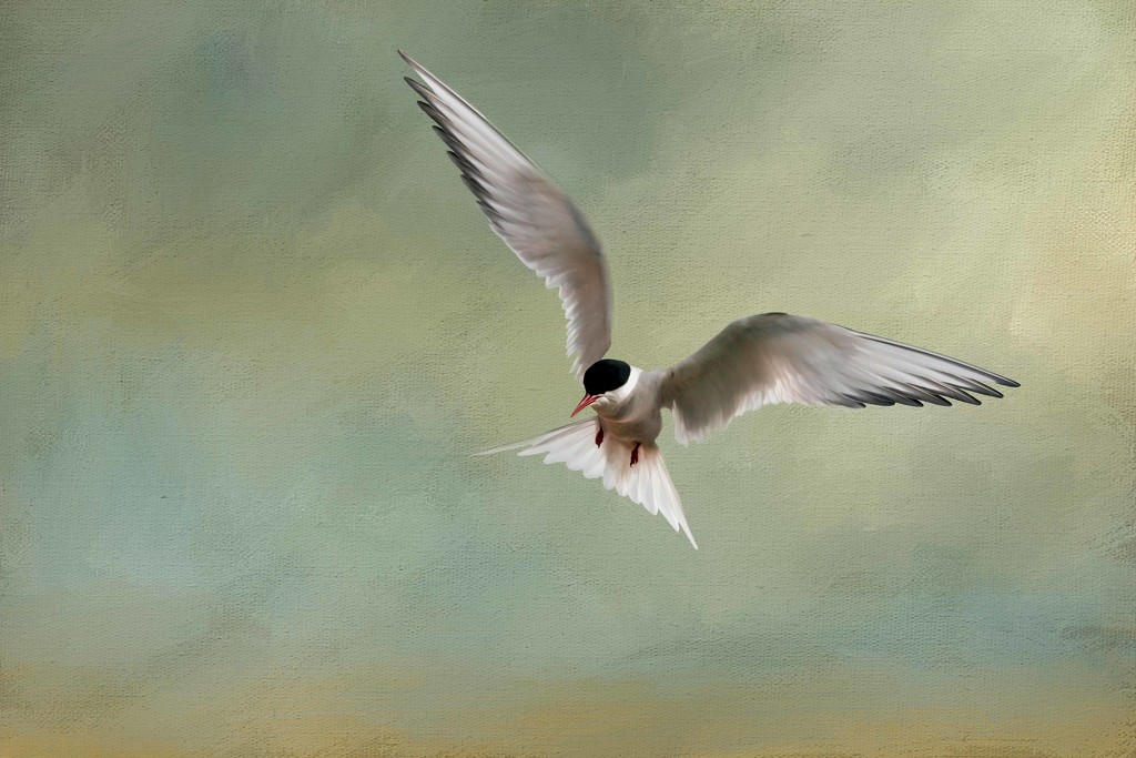 Arctic Tern by shepherdmanswife