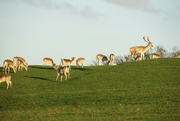 28th Nov 2016 - deer in Dallam Park