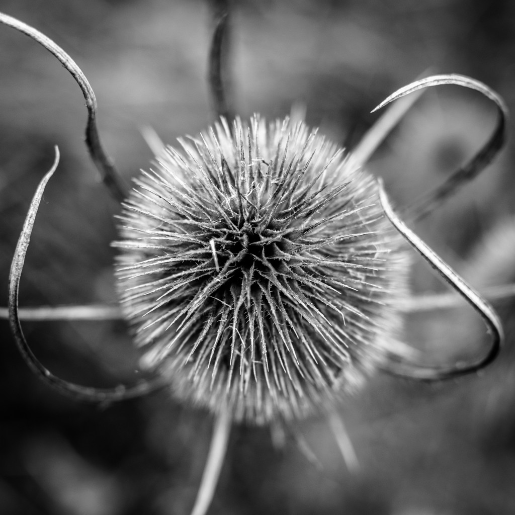 Teasel Top  by rjb71