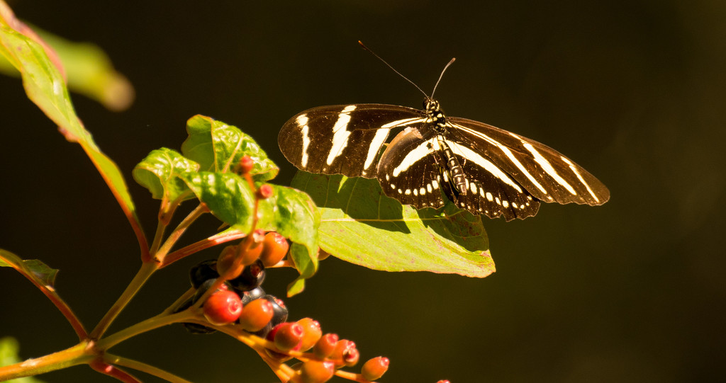 Zebrawing Butterfly, at Last! by rickster549