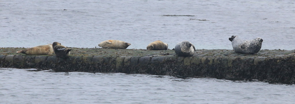 Leebitton Seals by lifeat60degrees