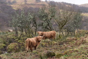8th Dec 2016 - cows and trees