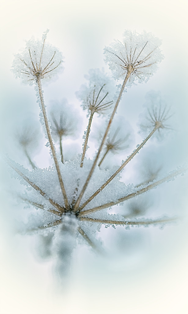 hoar frost by jerome