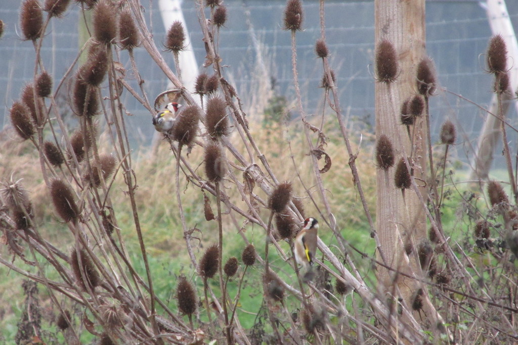 goldfinches on teasels by anniesue