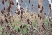 6th Dec 2016 - goldfinches on teasels